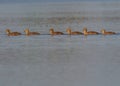 The greylag goose or graylag goose (Anser anser)