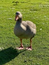 Greylag goose or graylag goose Royalty Free Stock Photo