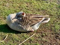 Greylag goose or graylag goose Royalty Free Stock Photo