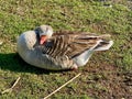 Greylag goose or graylag goose Royalty Free Stock Photo