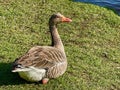 Greylag goose or graylag goose Royalty Free Stock Photo