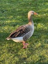 Greylag goose or graylag goose Royalty Free Stock Photo
