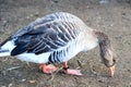 Greylag goose or graylag goose Anser anser is a species of large goose in the waterfowl family Anatidae and the type Royalty Free Stock Photo