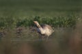 Greylag goose, graylag goose, anser anser Royalty Free Stock Photo