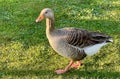 Greylag goose or graylag goose Royalty Free Stock Photo