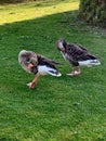 Greylag goose or graylag goose Royalty Free Stock Photo