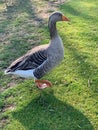 Greylag goose or graylag goose Royalty Free Stock Photo