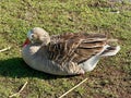 Greylag goose or graylag goose Royalty Free Stock Photo