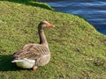 Greylag goose or graylag goose Royalty Free Stock Photo