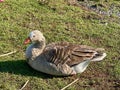 Greylag goose or graylag goose Royalty Free Stock Photo