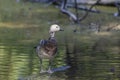 Greylag goose - Anser anser- species of large goose in the waterfowl family Anatidae and the type species of the genus Anser. Royalty Free Stock Photo