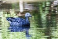 Greylag goose - Anser anser- species of large goose in the waterfowl family Anatidae and the type species of the genus Anser. Royalty Free Stock Photo