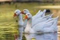 Greylag goose - Anser anser- species of large goose in the waterfowl family Anatidae and the type species of the genus Anser. Royalty Free Stock Photo