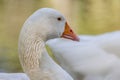 Greylag goose - Anser anser- species of large goose in the waterfowl family Anatidae and the type species of the genus Anser. Royalty Free Stock Photo