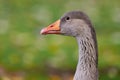 Greylag Goose head close-up Royalty Free Stock Photo