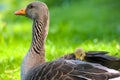 a greylag goose with her baby gosling in the plumage Royalty Free Stock Photo