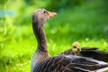 a greylag goose with her baby gosling in the plumage Royalty Free Stock Photo