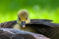 a greylag goose with her baby gosling in the plumage Royalty Free Stock Photo