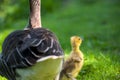 a greylag goose with her baby gosling in the plumage Royalty Free Stock Photo