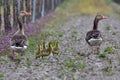 Greylag goose with its chicks in vineyard Royalty Free Stock Photo