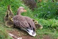 Greylag goose with its goslings perched in the grass on a sunny day. Royalty Free Stock Photo