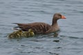 Greylag goose with its goslings swimming in the water. Royalty Free Stock Photo