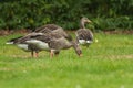 Greylag goose in Kew Gardens London Royalty Free Stock Photo