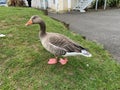 Greylag goose, a large bird in the waterfowl family Anatidae Royalty Free Stock Photo