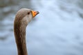 Close up of a greylag goose with copy space Royalty Free Stock Photo