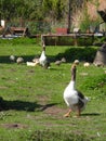 Greylag goose in front of its family Royalty Free Stock Photo