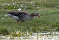 Greylag Goose on Oland\'s southern cape, Sweden