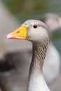 Greylag Goose portrait