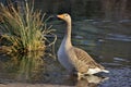 Greylag goose Royalty Free Stock Photo