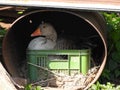 Greylag goose sitting in a nest in an old rusty barrel