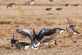 Greylag Goose with spred wings