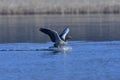 Greylag goose in the spring Royalty Free Stock Photo