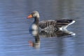 Greylag goose in the spring Royalty Free Stock Photo