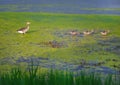 Greylag goose and squabs waddling through a swampy lake and foraging