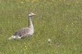 Greylag goose standing between flowers with chick Royalty Free Stock Photo