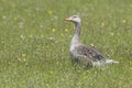 Greylag goose standing between flowers with chick Royalty Free Stock Photo