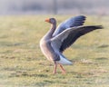 Greylag Goose stretching wings in the sun Royalty Free Stock Photo