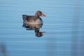 Greylag goose swims on calm water in spring and the sky is blue Royalty Free Stock Photo