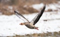 Greylag goose taking off for flight