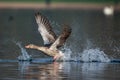 A Greylag goose taking off Royalty Free Stock Photo