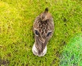 Female Mallard