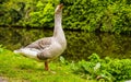 Greylag Goose UK