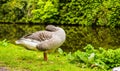 Greylag Goose UK