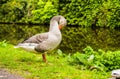 Greylag Goose UK
