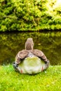 Greylag Goose UK