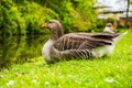 Greylag Goose UK